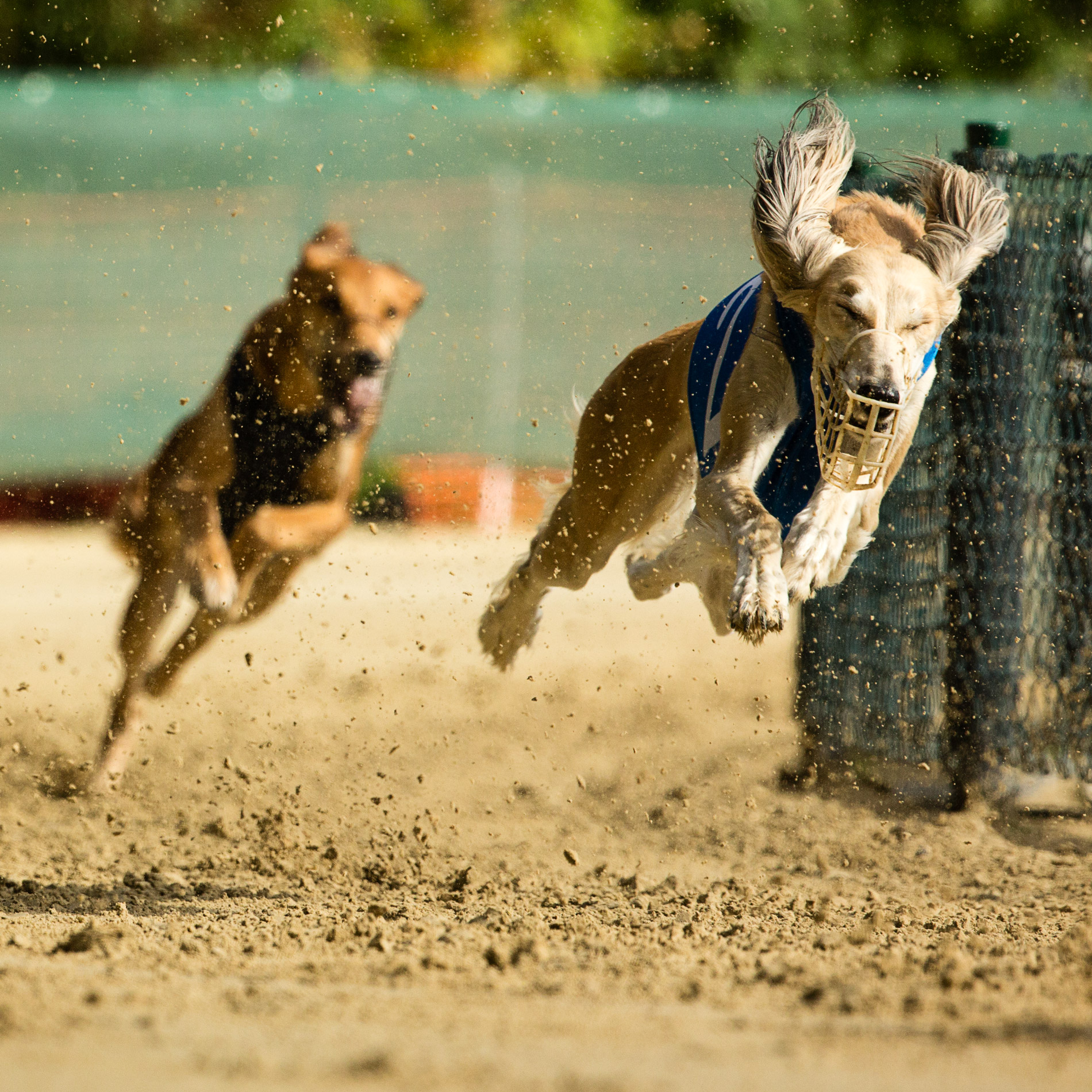 Dog Racing – European Championships 2015
